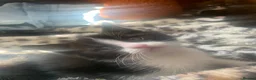 Mixed Breed cats for sale: Adorable kittens  - Advert 3