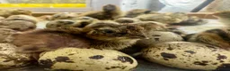 Quail poultry for sale: Coturnix Quail – Mixed Colours + Celadon Males - Advert 8