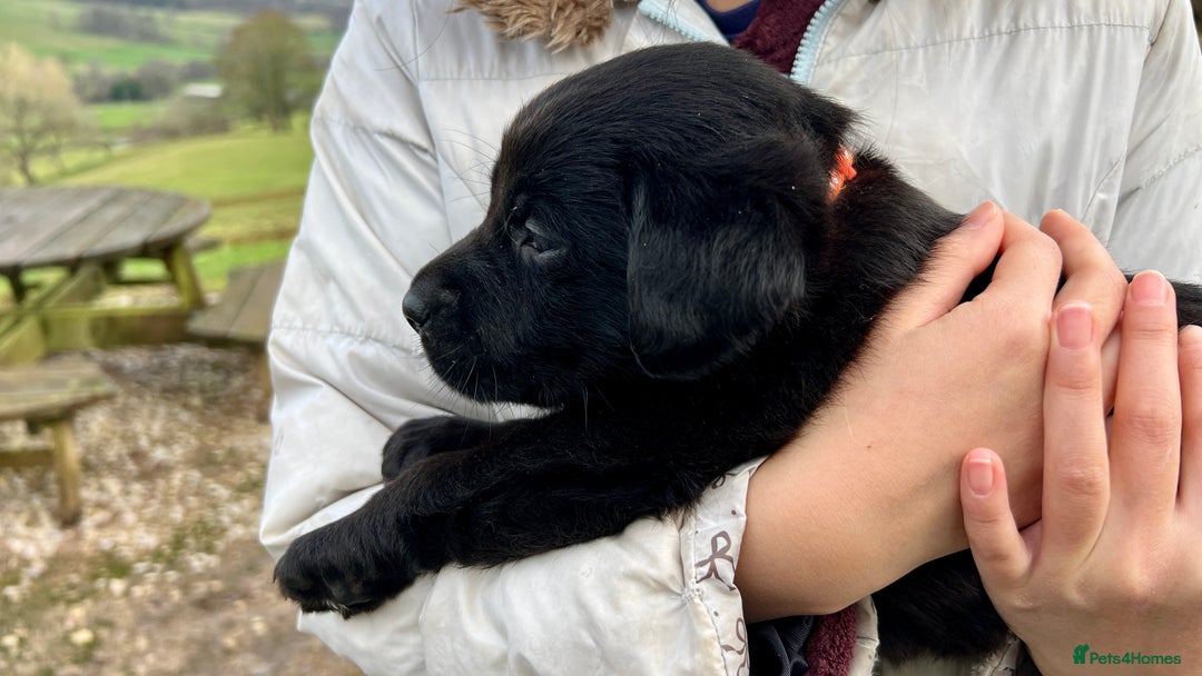 Labrador Retriever dogs for sale: KC Registered black Labrador Puppies for sale - Advert 12