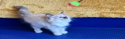 Ragdoll cats for sale: GCCF Сhampion Bloodline Ragdoll 5 GenPedigree 🏆🌟 - Advert 13