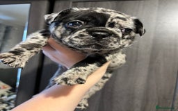 French Bulldog dogs for sale: French bulldog puppies  - Image 26