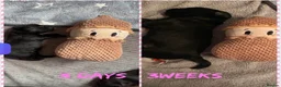 Labradoodle dogs for sale: 🐶 Beautiful Toy Labradoodles for sale 🐶  - Advert 16