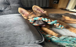 German Shepherd dogs for sale: German Shepherd puppy  - Image 4