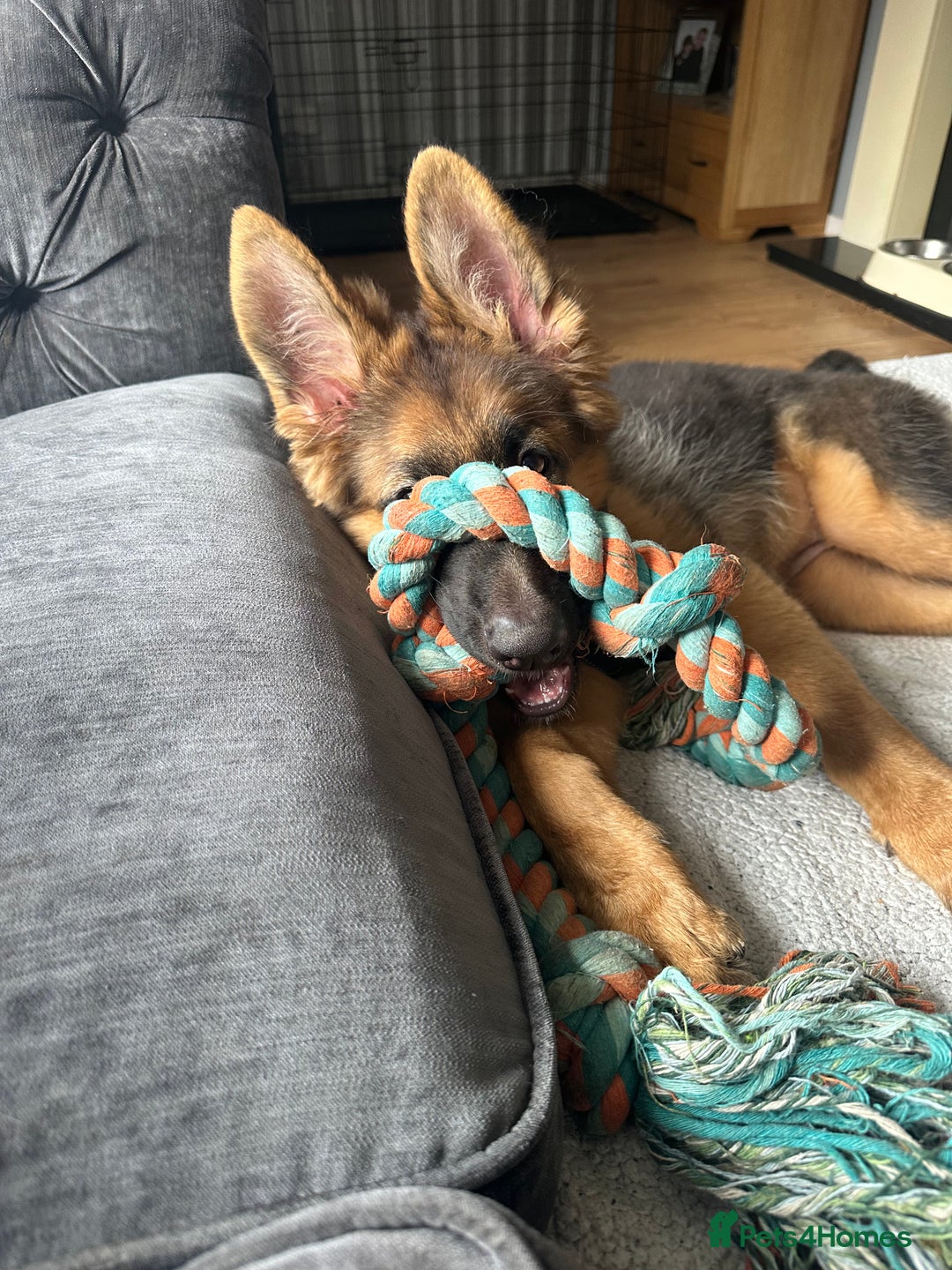 German Shepherd dogs for sale: German Shepherd puppy  - Image 4