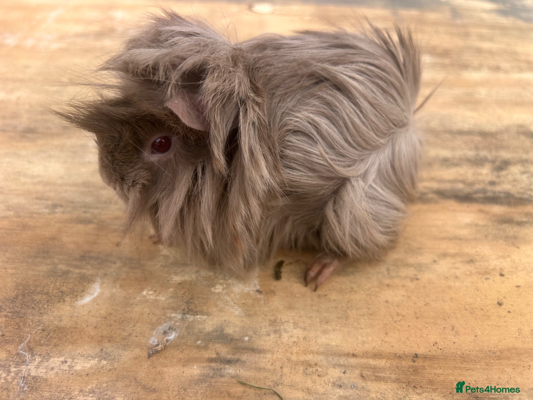 Guinea Pig rodents Beautiful long haired guinea pigs to reserve  - Advert 2
