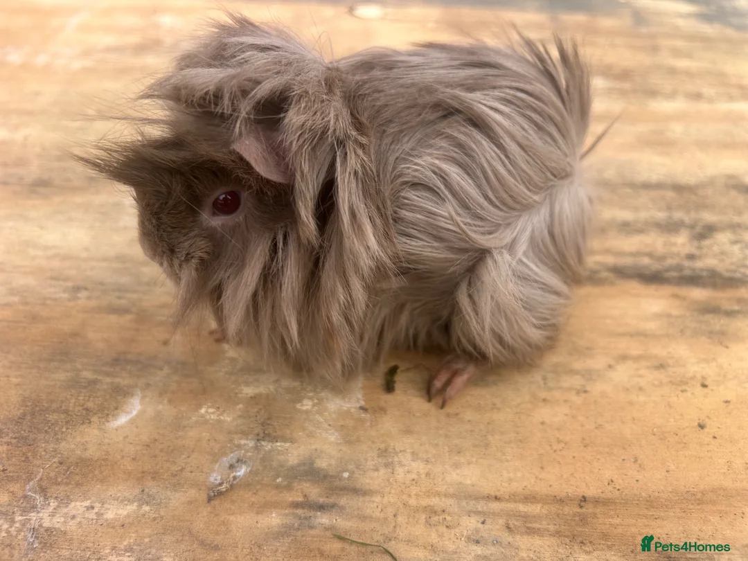 Guinea Pig rodents for sale: Beautiful long haired guinea pigs to reserve  - Advert 2