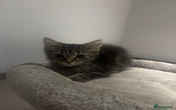 British Shorthair cats for sale: Charming British Shorthair-Siberian Mix kitten - Image 3