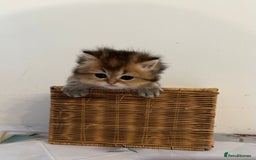 British Longhair cats for sale: Rare Golden Shaded British Longhair Girl Teddy  - Image 3