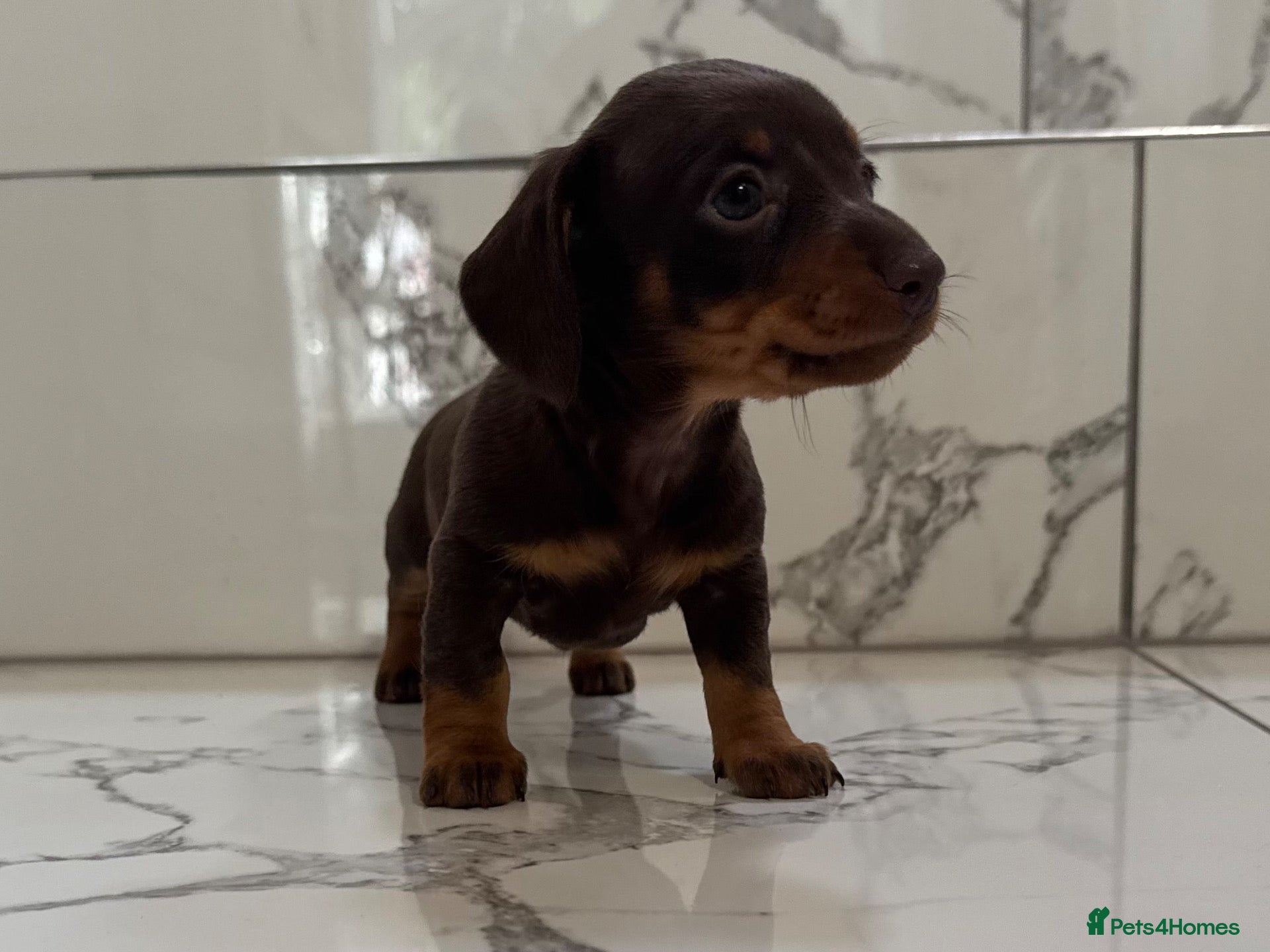 Miniature Dachshund dogs KC miniature dachshunds - Tiny. Sunning! - Advert 2