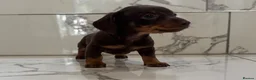 Miniature Dachshund dogs for sale: KC miniature dachshunds - Tiny. Sunning! - Advert 2