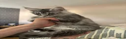 Maine Coon cats for sale: One beautiful full Maine Coon Girl - Advert 10