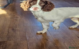 English Springer Spaniel dogs for sale: Springer spaniel  - Image 9