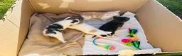 Mixed Breed cats for sale: 3 beautiful kittens ready in 4 weeks  - Advert 7