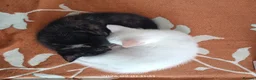 European cats for sale: Adorable Kittens - Advert 10
