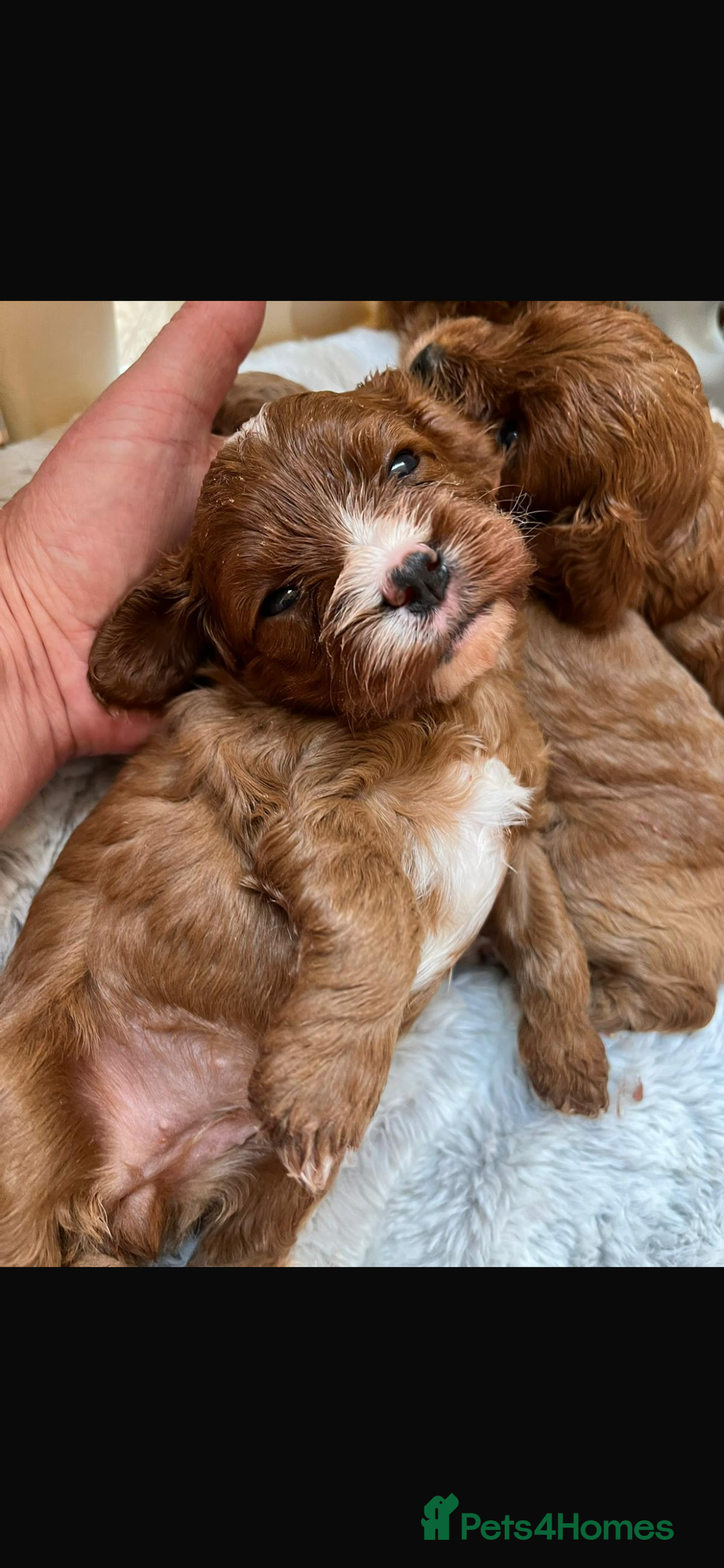 Cavapoo dogs for sale: Merlesque 5⭐️⭐️⭐️⭐️⭐️F1b Cavapoo’s  - Image 3