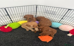 Cockapoo dogs for sale: Cockapoo puppy’s  - Image 8