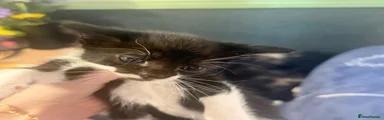 Domestic Shorthair 1