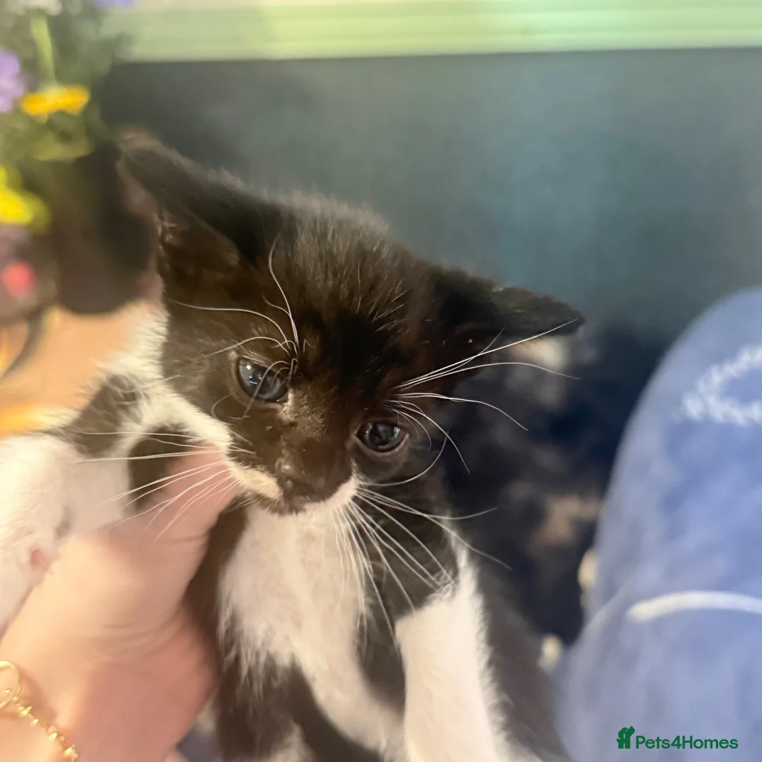 Domestic Shorthair cats for sale: Kittens for sale  - Advert 7
