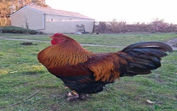 Chickens poultry for sale: Gold Partridge Brahma young cockerels  - Image 5