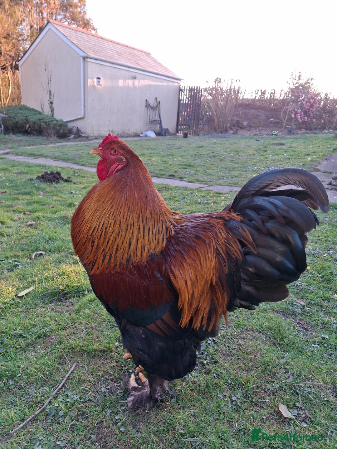 Chickens poultry for sale: Gold Partridge Brahma young cockerels  - Image 5