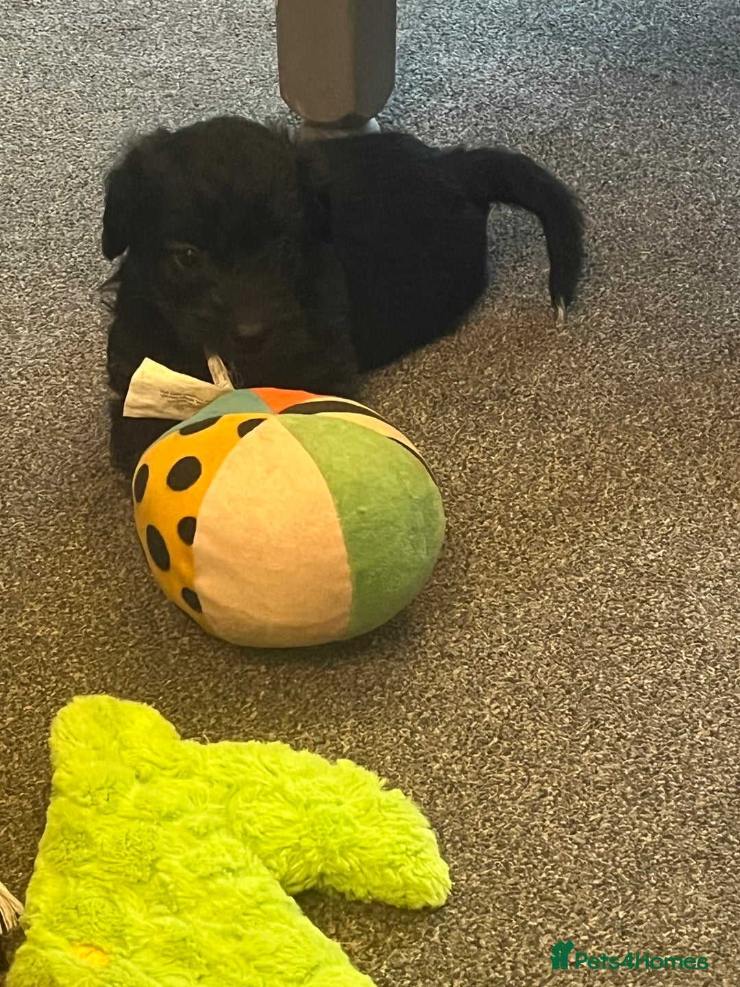 Jackapoo dogs for sale: JACKAPOO Puppies, DNA health screened - Advert 6