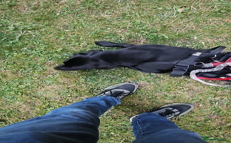 Labrador Retriever dogs - Advert 1