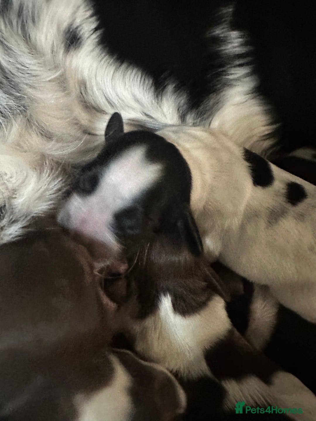 Sprocker dogs for sale: Beautiful sprockers  - Image 9