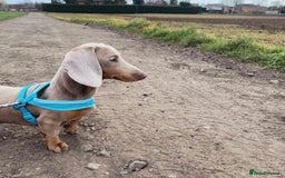 Miniature Dachshund dogs for sale: 💙Miniature Dachshund Puppies – Isabella & Blue 💖 - Image 3