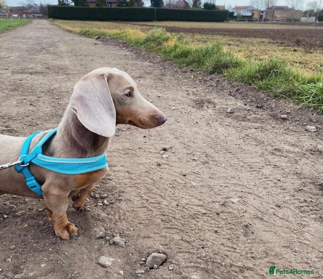 Miniature Dachshund dogs for sale: 💙Miniature Dachshund Puppies – Isabella & Blue 💖 - Image 3