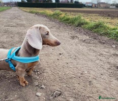 Miniature Dachshund dogs - Advert 4