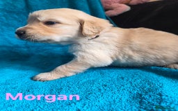 Goldador dogs for sale: Goldador Puppy 5 - Kitanas puppies  - Image 12