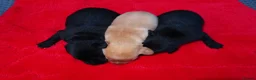 Labrador Retriever dogs for sale: 7 KC lab pups out of a FTCH - Advert 8
