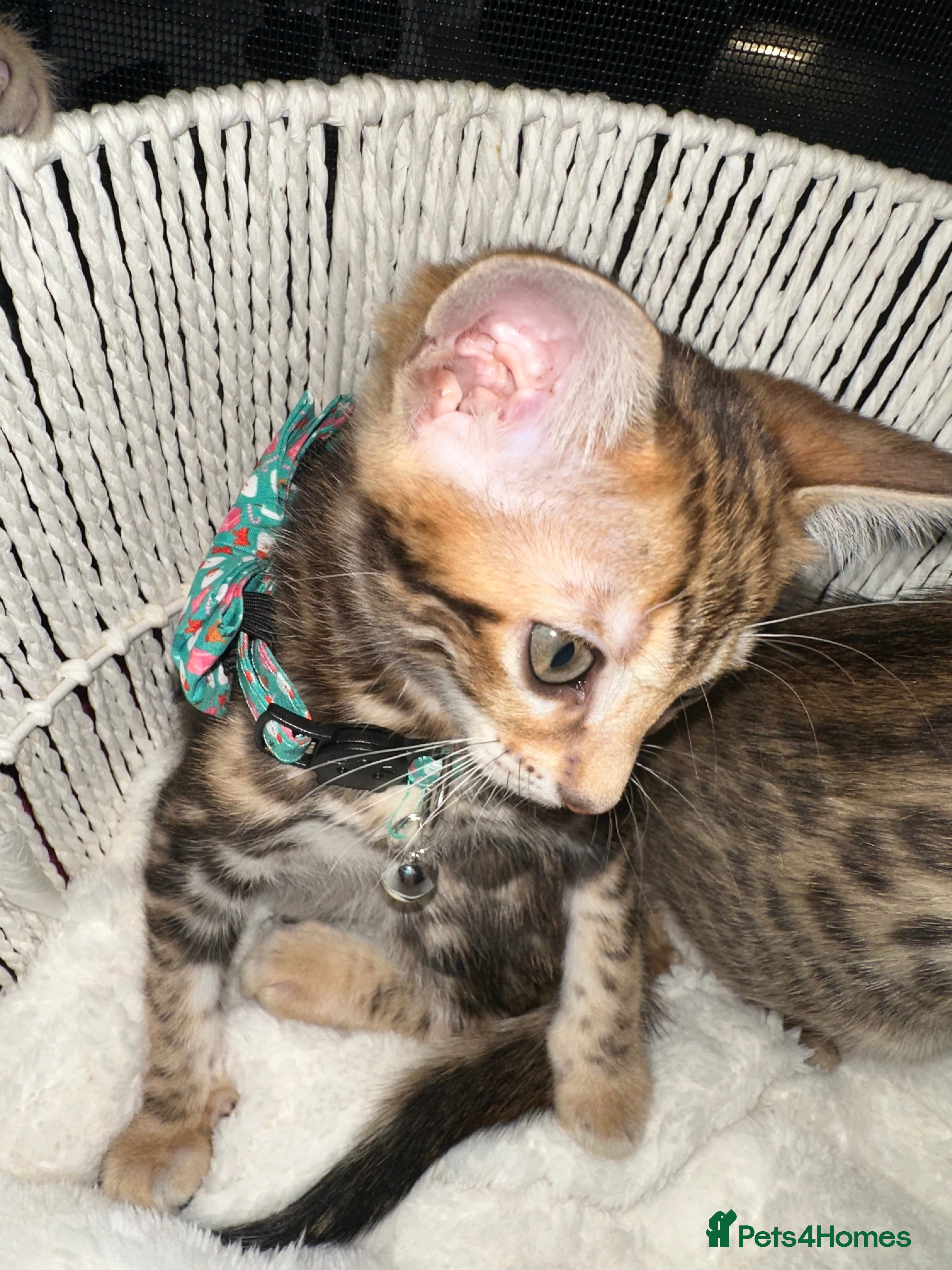 Bengal cats Beautiful bengals  - Advert 14