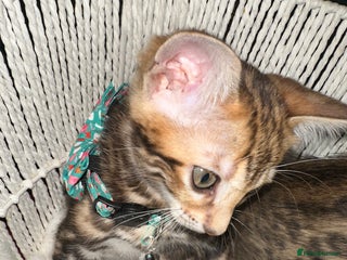 Bengal cats Beautiful bengals - Advert 12