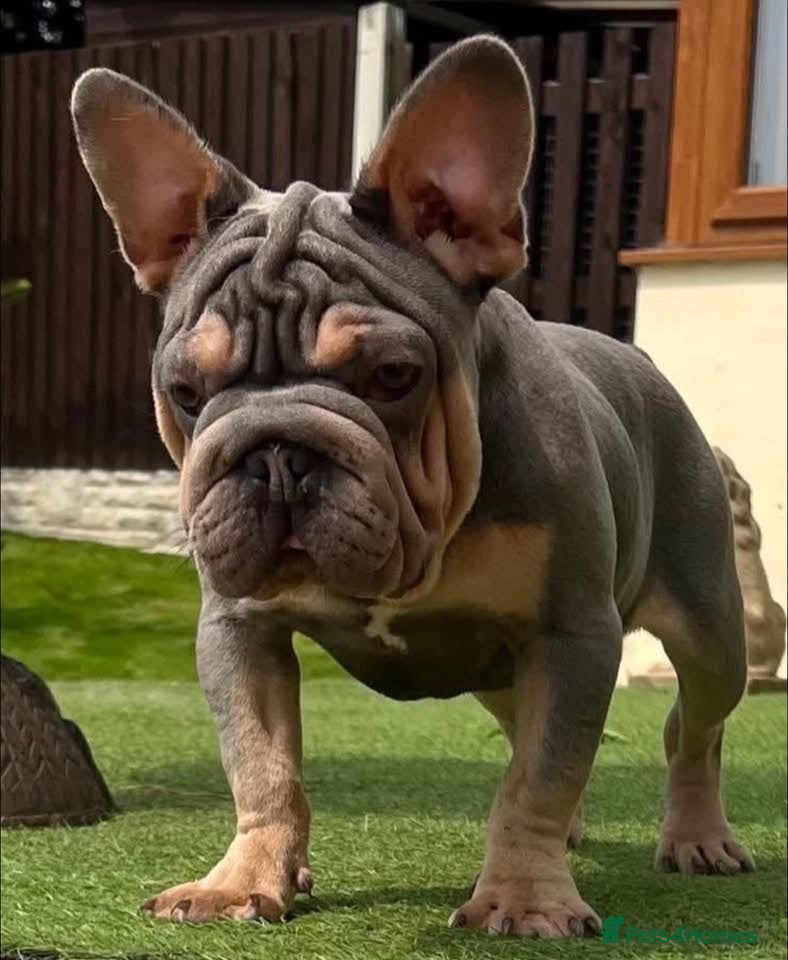French Bulldog dogs Boris needs a loving home  - Advert 2