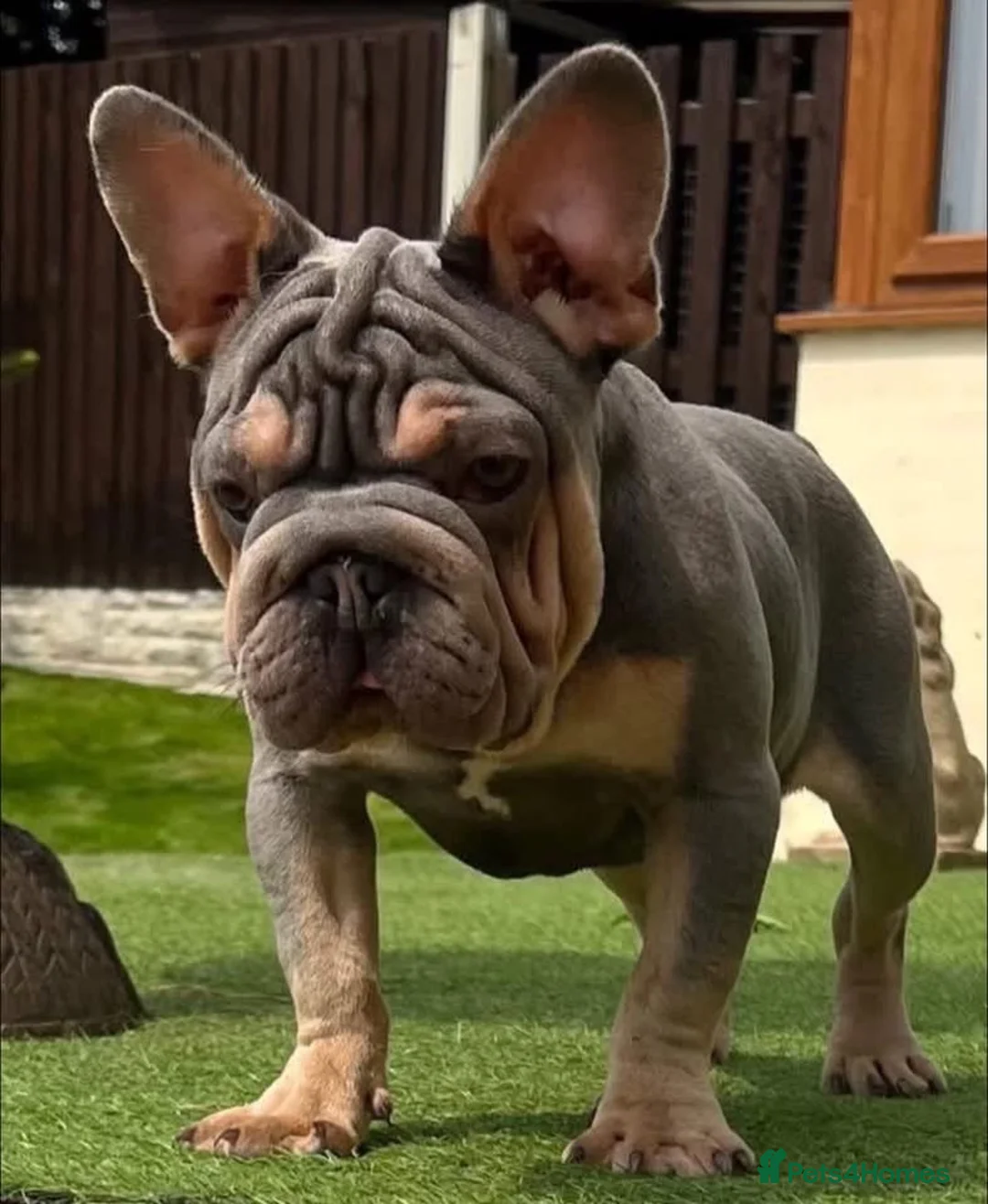 French Bulldog dogs for adoption: Boris needs a loving home  - Advert 1