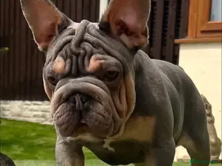French Bulldog dogs Boris needs a loving home - Advert 2