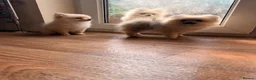 Pomeranian dogs for sale: ✨ Exceptional Pomeranian Puppies – KC Reg ✨ - Advert 11