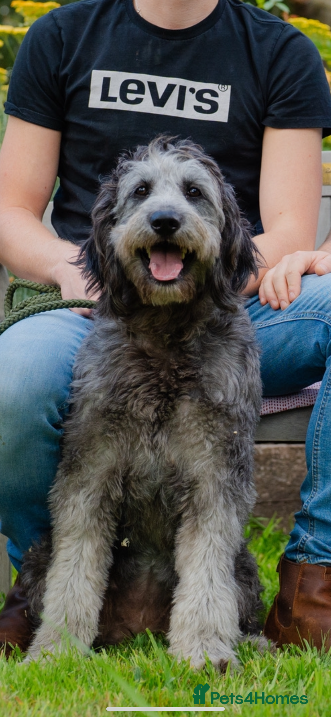 Goldendoodle dogs for sale: 2 year old Standard F1 Goldendoodle  - Image 1