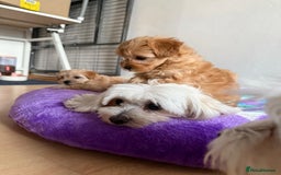 Maltipoo dogs for sale: So adorable and Tiny F1 Korean Maltipoo - Image 23