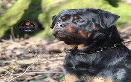Rottweiler dogs for sale: Beautiful Female Rottweiler For Pet/Show Homes - Advert 3