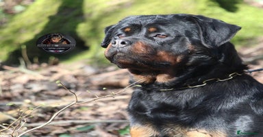 Rottweiler dogs Beautiful Female Rottweiler For Pet/Show Homes - Advert 3