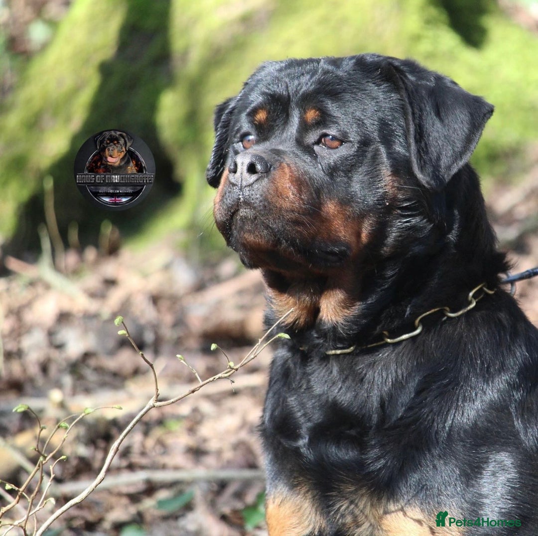 Rottweiler dogs for sale: Beautiful Female Rottweiler For Pet/Show Homes - Advert 3