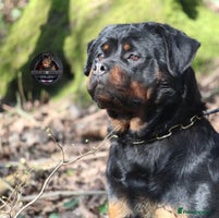 Rottweiler dogs Beautiful Female Rottweiler For Pet/Show Homes - Advert 3