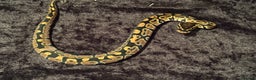 Python Snake reptiles for sale: Selection of royal pythons  - Advert 8