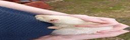 Ferret rodents for sale: Female ferrets in Turriff - Advert 1