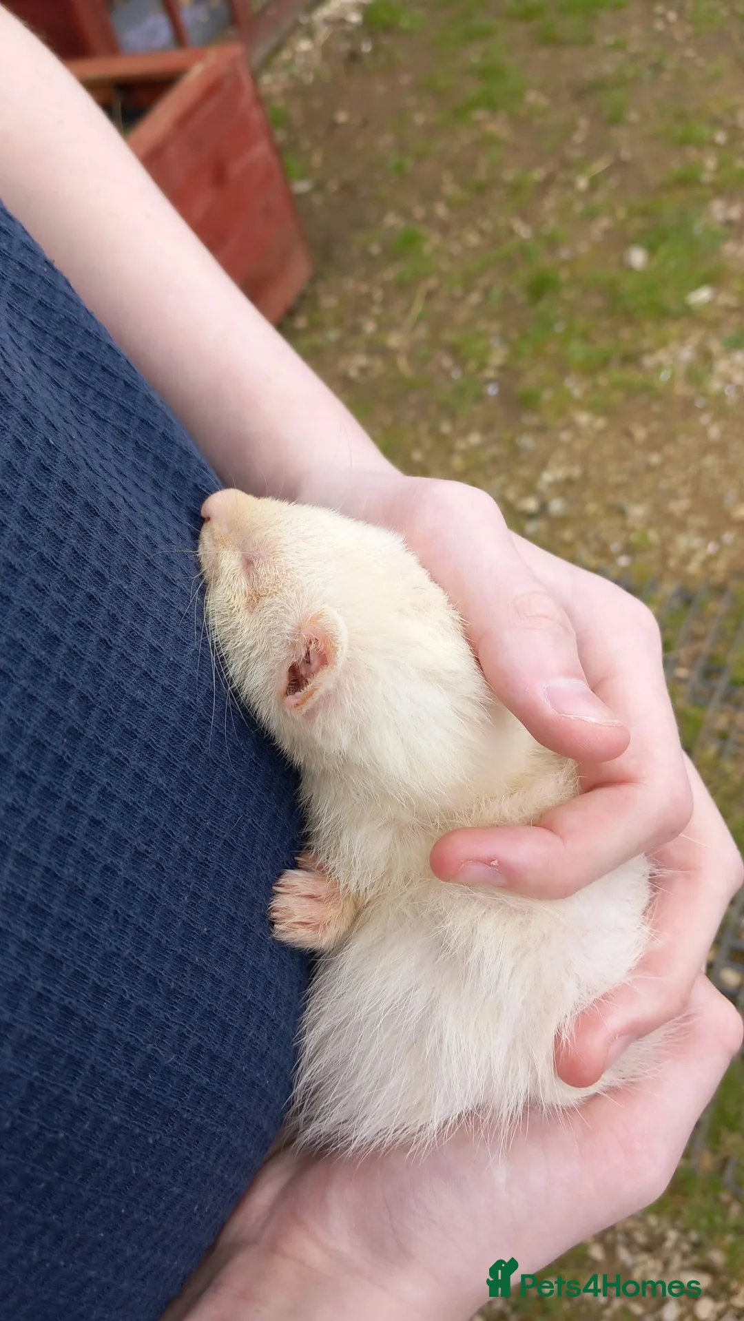 Ferret rodents for sale: Female ferrets in Turriff - Advert 1