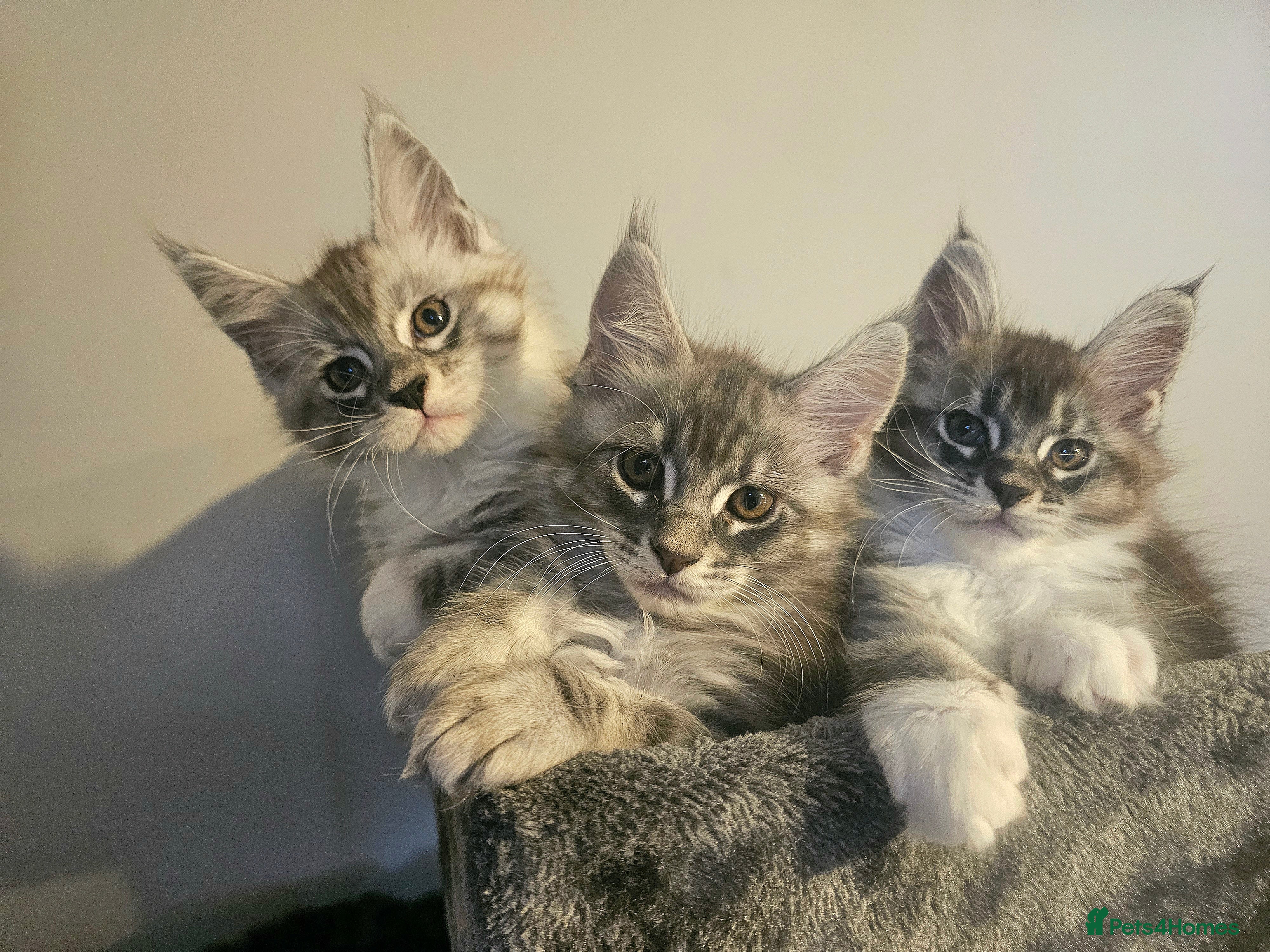 Maine Coon cats Champion bloodline maine coon kittens TICA - Advert 18