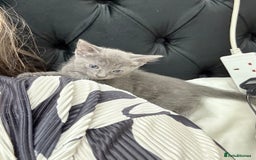 Russian Blue cats for sale: 2 Male Kittens for same  - Image 11