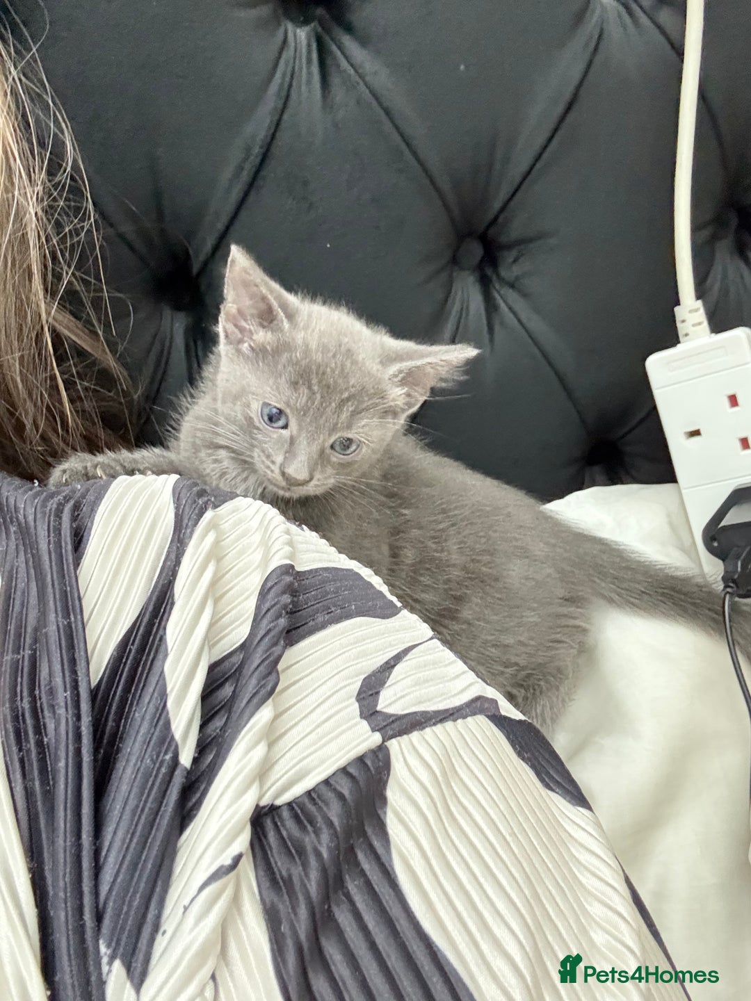 Russian Blue cats for sale: 2 Male Kittens for same  - Image 11